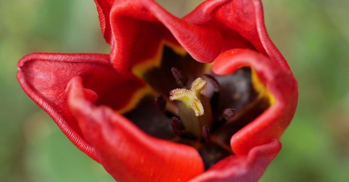 Avasi arborétum